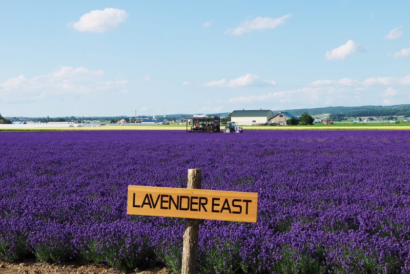 Farm Tomita Lavender East