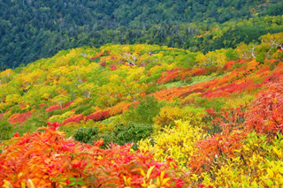 Autumn In Hokkaido Uu Hokkaido