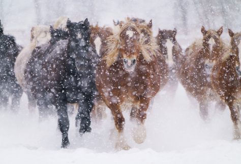 吹雪と馬