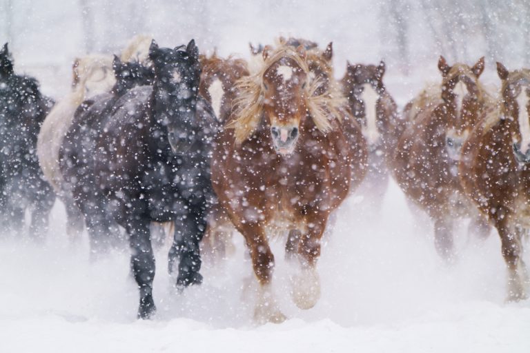 吹雪と馬