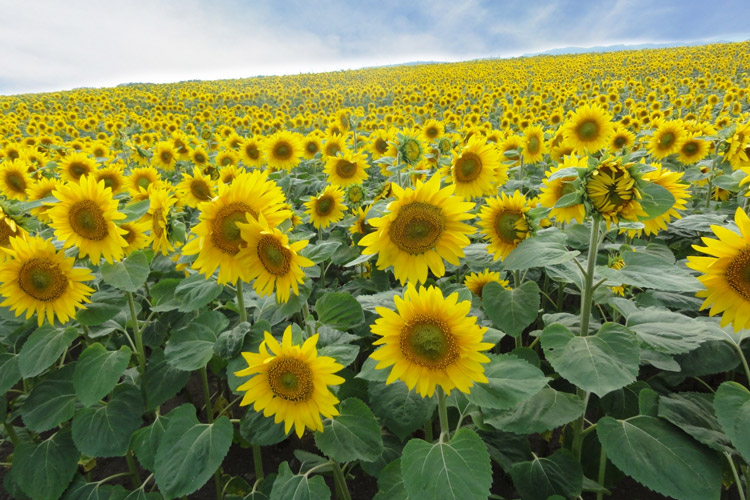 Sunflower field Ozora-cho