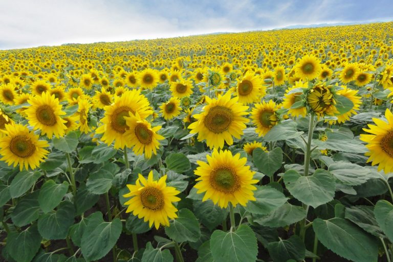 Nou Omagari Shoreline Garden Sunflower Field