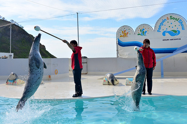 Otaru Aquarium, the normal season has begun from March 12, 2022.