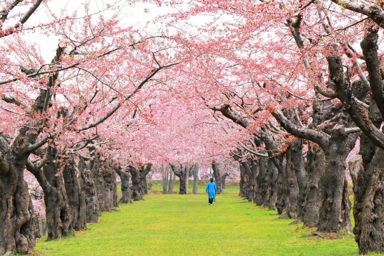 Cherry blossom viewing spots in Hokkaido