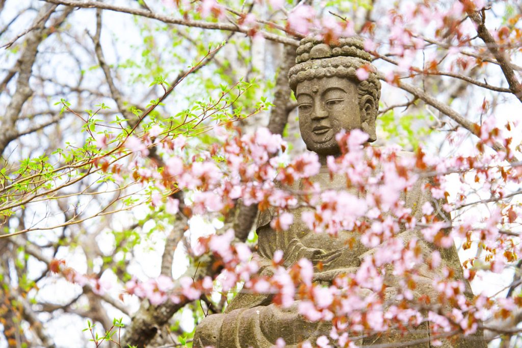 Cherry blossom viewing spots in Hokkaido
