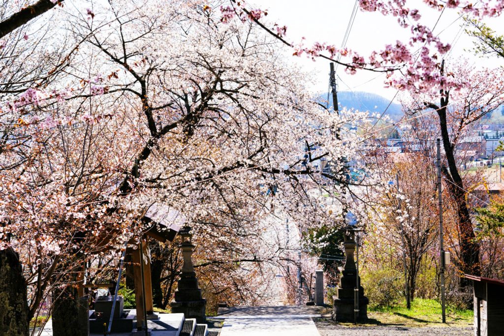 Cherry blossom viewing spots in Hokkaido