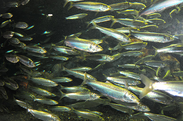 2024 Hokkaido Otaru Aquarium|UU-Hokkaido Official Site